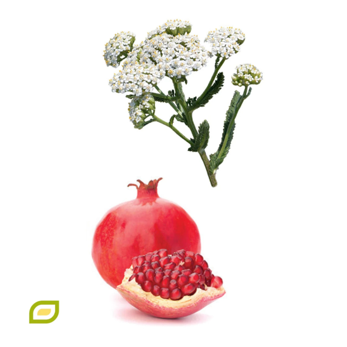 dōTERRA Phytoestrogen Essential Complex Botanical