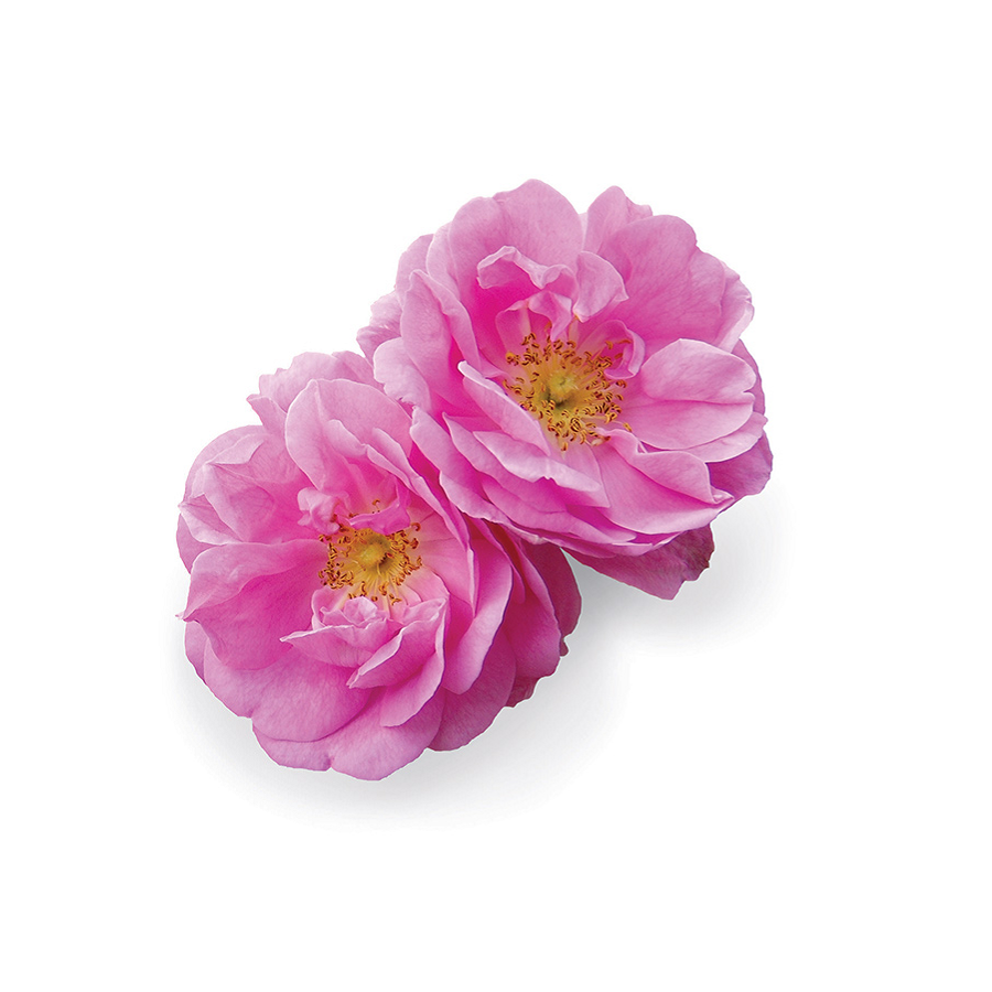 dōTERRA Rose Essential Oil Botanical