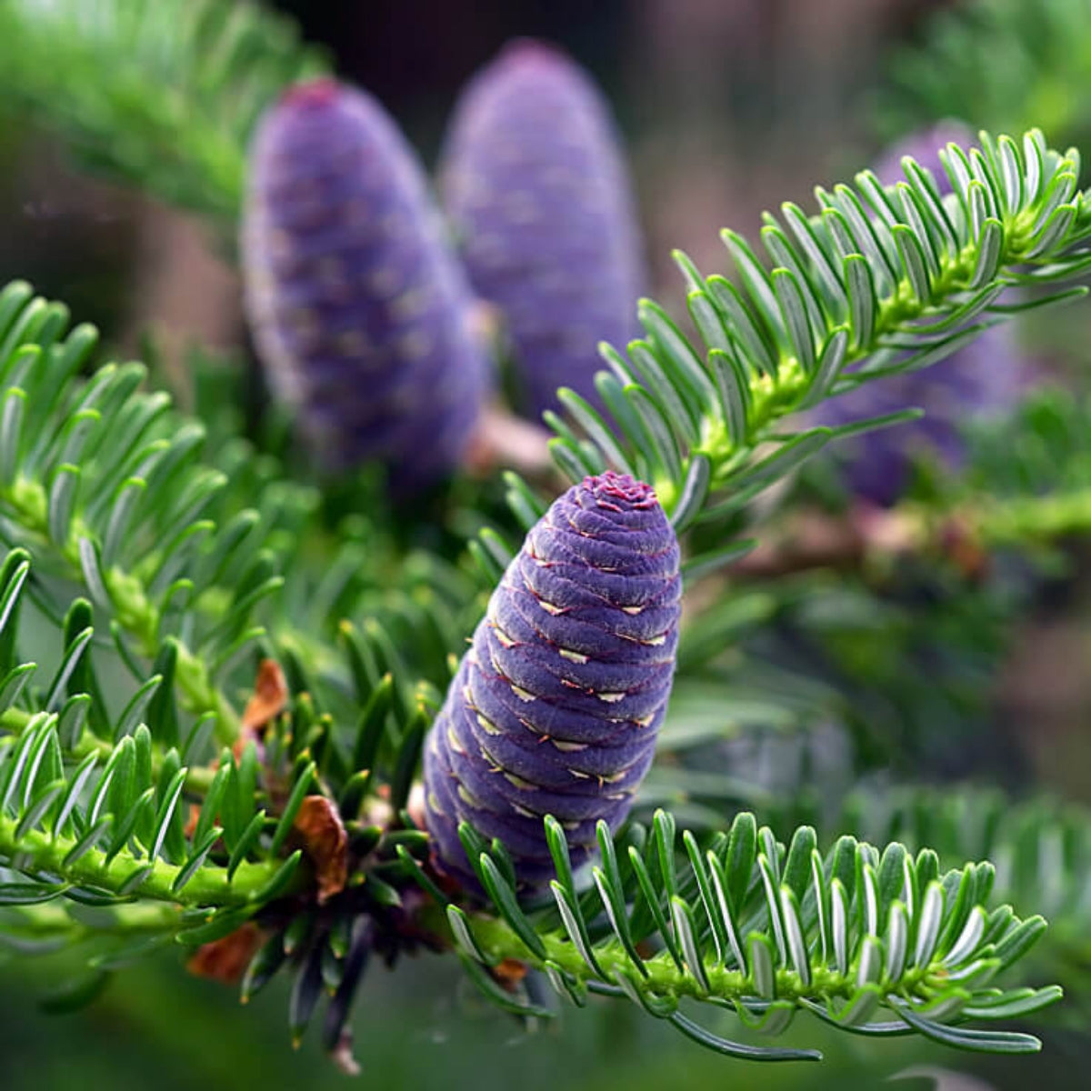 dōTERRA Balsam Fir Essential Oil Botanical