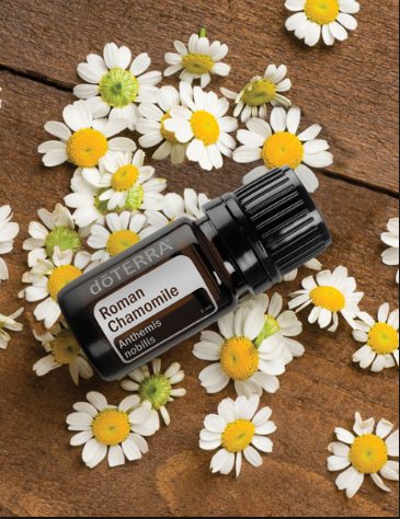 Soothe Anger with dōTERRA Roman Chamomile