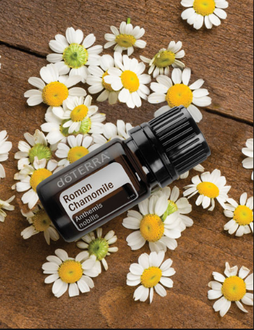 Peaceful Atmosphere with dōTERRA Roman Chamomile