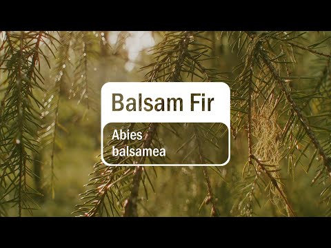 dōTERRA Balsam Fir Essential Oil - 5ml