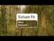 dōTERRA Balsam Fir Essential Oil - 5ml