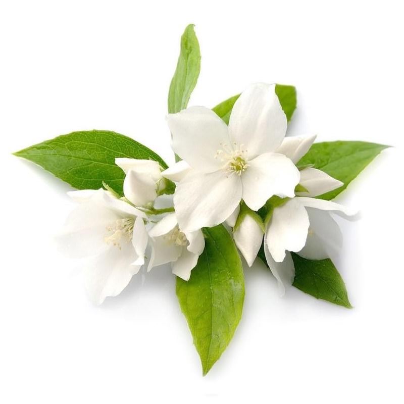 dōTERRA Jasmine Essential Oil Touch Botanical
