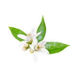 dōTERRA Neroli Essential Oil Touch Botanical