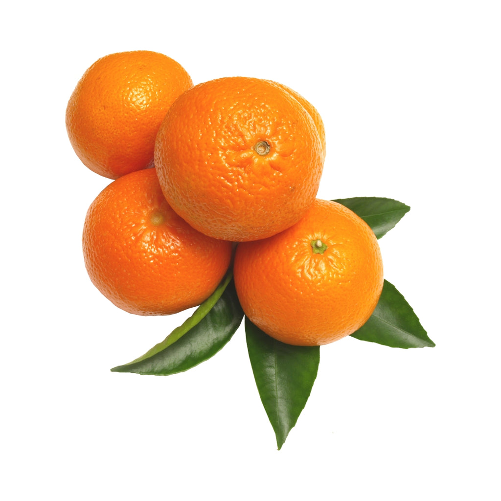 dōTERRA Tangerine Essential Oil Botanical