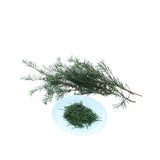 dōTERRA Tea Tree Essential Oil Touch Botanical