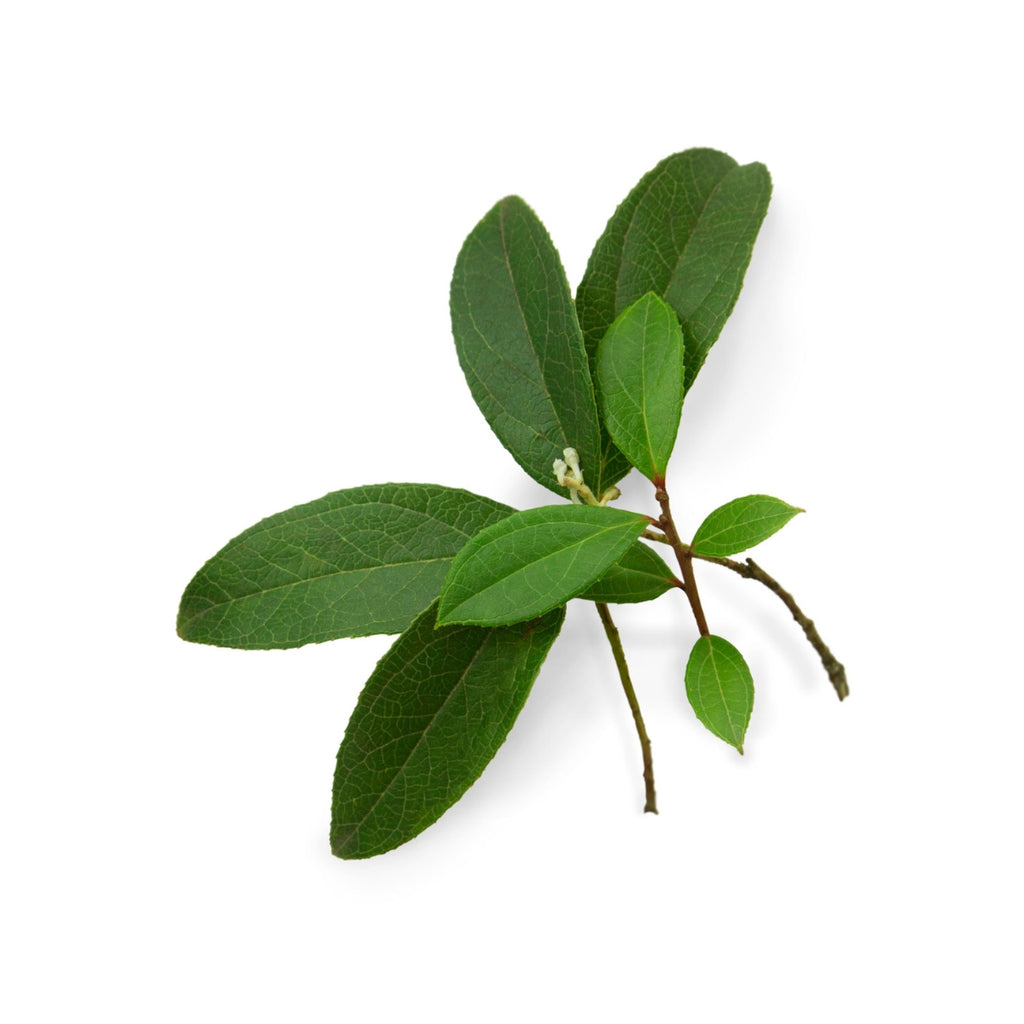dōTERRA Wintergreen (Nepalese) Essential Oil Botanical