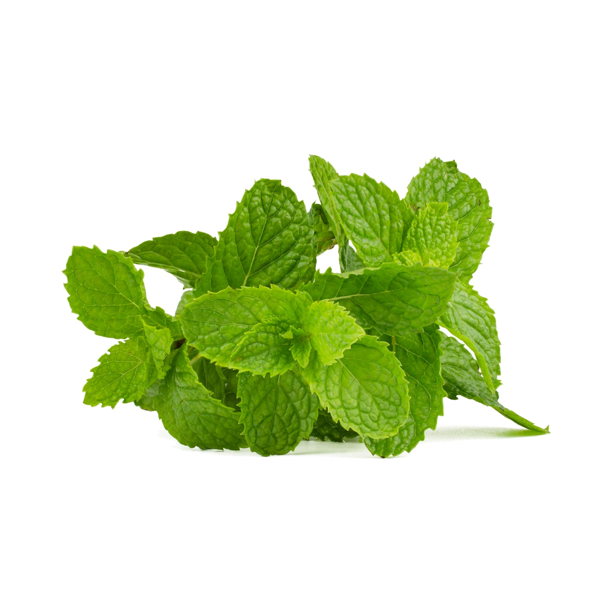 dōTERRA SuperMint™ Mentha Blend Beadlets Botanical