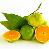 dōTERRA Green Mandarin Essential Oil Botanical