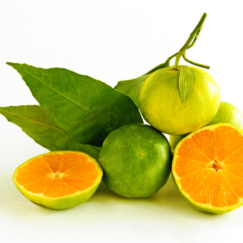 dōTERRA Green Mandarin Essential Oil Botanical