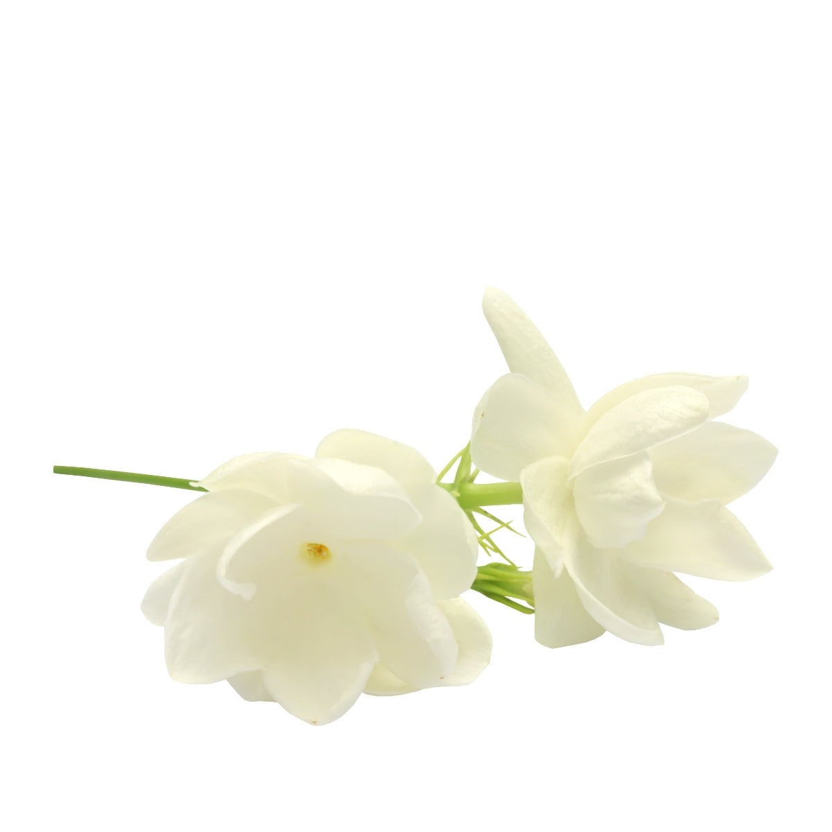 dōTERRA Jasmine Essential Oil Botanical