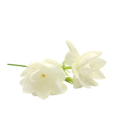 dōTERRA Jasmine Essential Oil Botanical