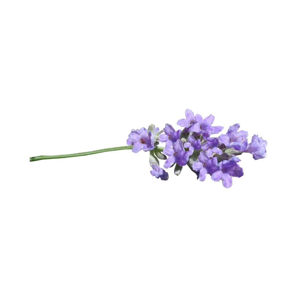 dōTERRA Lavender Essential Oil Touch Botanical