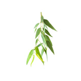 dōTERRA Lemon Eucalyptus Essential Oil Botanical