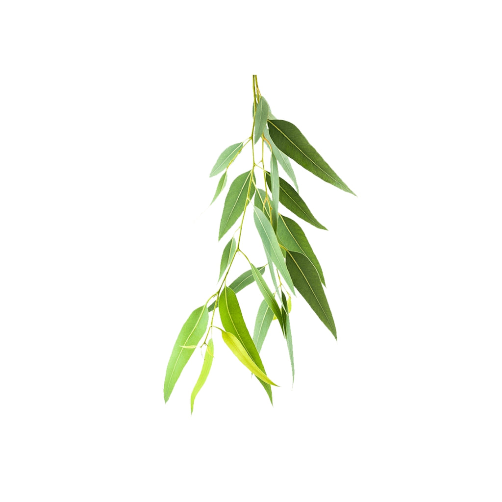 dōTERRA Lemon Eucalyptus Essential Oil Botanical