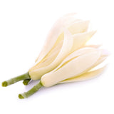 dōTERRA Magnolia Essential Oil Touch Botanical