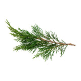 dōTERRA Cypress Essential Oil Botanical