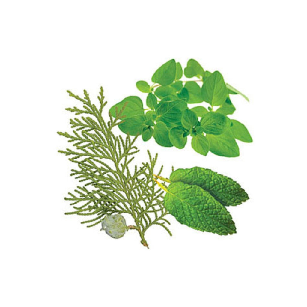 dōTERRA AromaTouch® Massage Blend Botanical