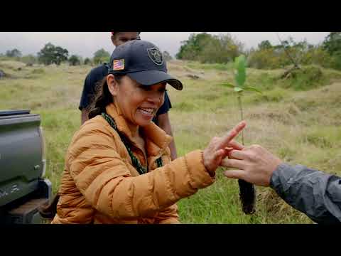 dōTERRA Iliahi (Hawaiian Sandalwood) Essential Oil - 5ml