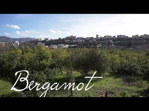 dōTERRA Bergamot Essential Oil - 15ml