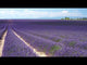 doTERRA® Lavender Oil Uses and Benefits