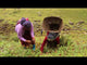 Sourcing Spikenard - Nepal