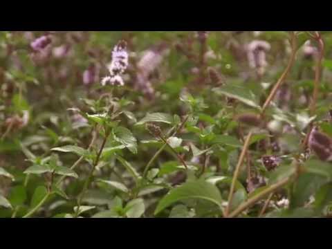 Sourcing doTERRA Peppermint