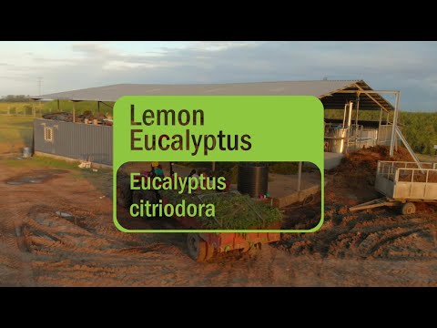 dōTERRA Lemon Eucalyptus Essential Oil -15ml