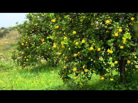 doTERRA® Lemon Oil Uses and Benefits