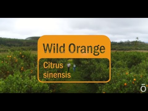 dōTERRA Wild Orange Essential Oil - 15ml