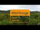 dōTERRA Wild Orange Essential Oil - 15ml