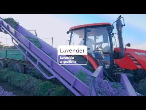 dōTERRA Lavender Essential Oil - 15ml