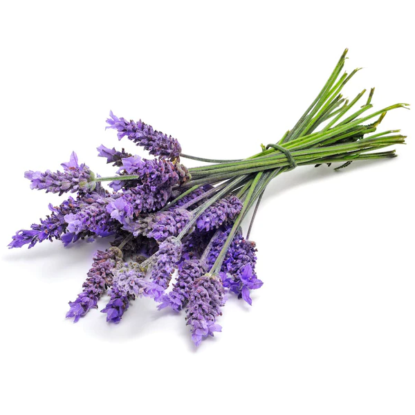 dōTERRA Lavender Essential Oil Botanical
