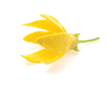 dōTERRA Ylang Ylang Essential Oil - 15ml